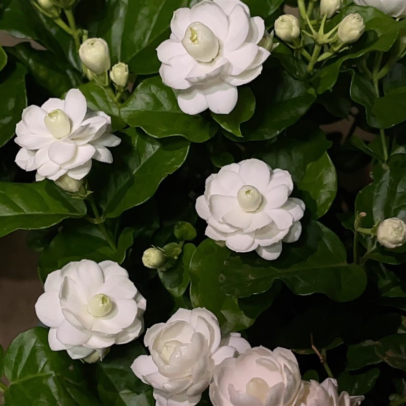 尖叶宝珠茉莉花苗盆栽植物独杆浓香多年生四季开花稀有品种好养护