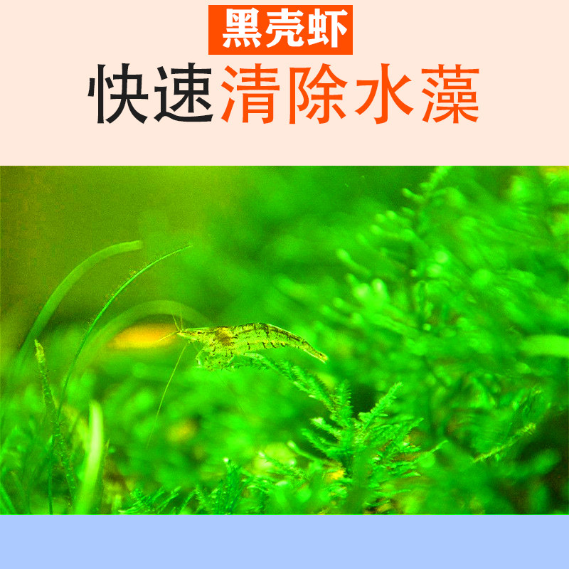 黑壳虾除藻清洁工具大号去绿藻黑藻鱼缸造景水草鲜活饲料观赏虾小,宠物/宠物食品及用品,虾,淘宝优惠券,粉丝福利购,淘宝优惠卷