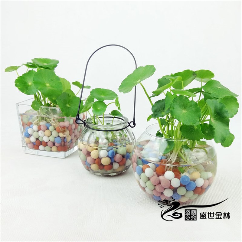 创意水培植物铜钱草套装水养绿植金钱草室内花卉桌面盆栽四季常青