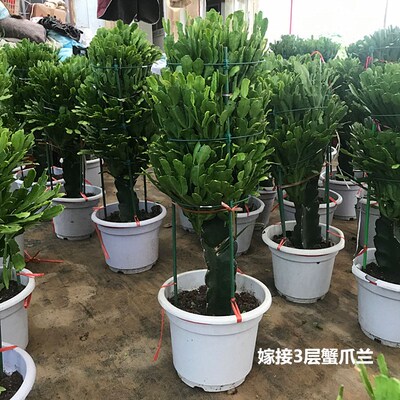 嫁接蟹爪兰龙骨三角柱双层蟹爪兰苗四季开花多肉植物盆景花卉盆栽