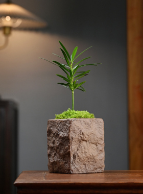 文竹海岛罗汉松微型盆栽茶桌面小绿植摆件拇指盆景超迷你装饰摆设