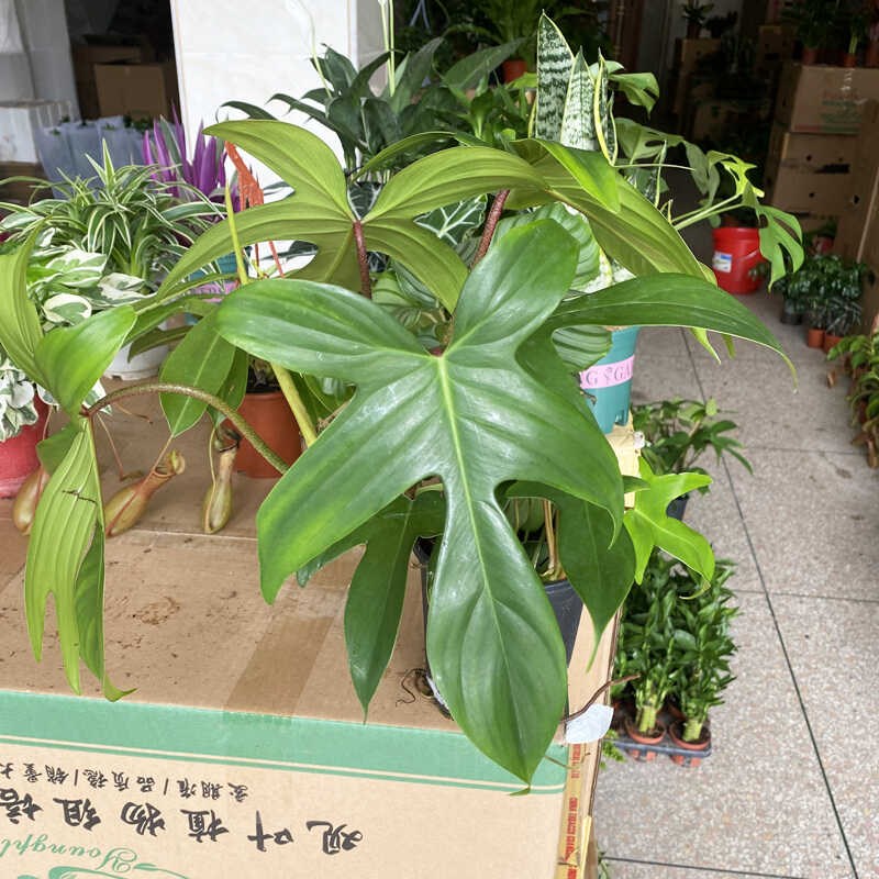 飞机蔓绿绒客厅大叶绿植室内小盆栽苗桌面爬藤类长藤垂吊观叶植物