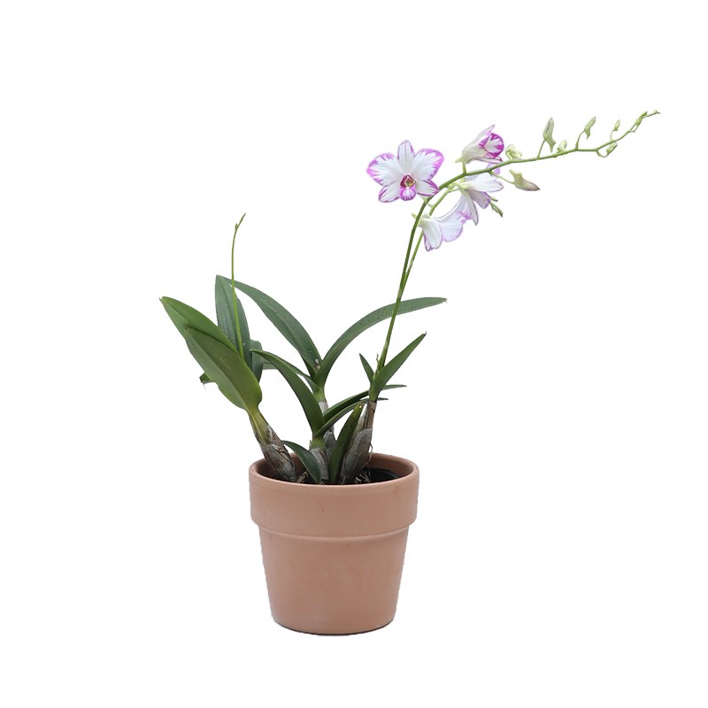 海蒂的花园 兰花国兰杂交兰卡特兰草本阳台室内花卉植物盆栽苗