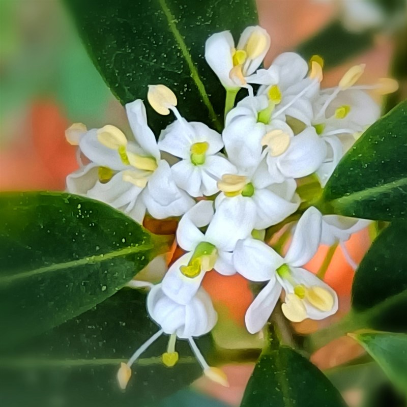 四季丹桂花盆景盆栽红天香绿植花卉四季开花阳台室内日香桂花月桂