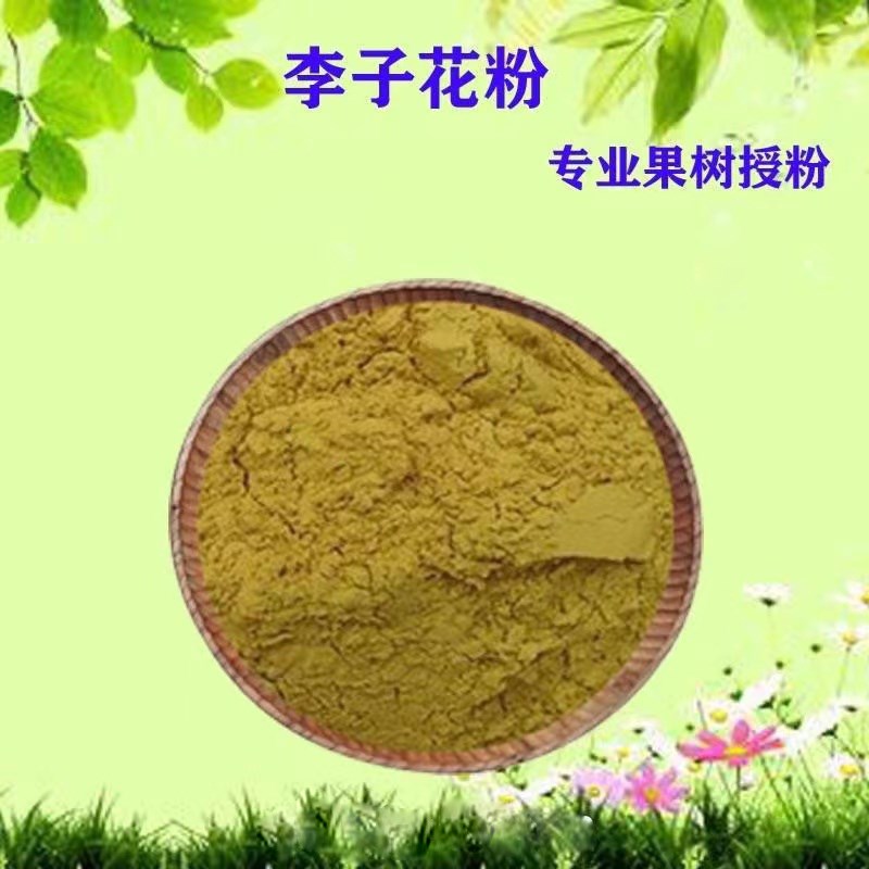 李子花粉 恐龙蛋味帝五月脆蜜脆李蜂糖李果树人工授粉专用活性纯