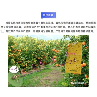 神捕果蝇诱粘板实蝇粘胶板针蜂瓜蝇果树柑橘芒果苍蝇胶水粘虫纸