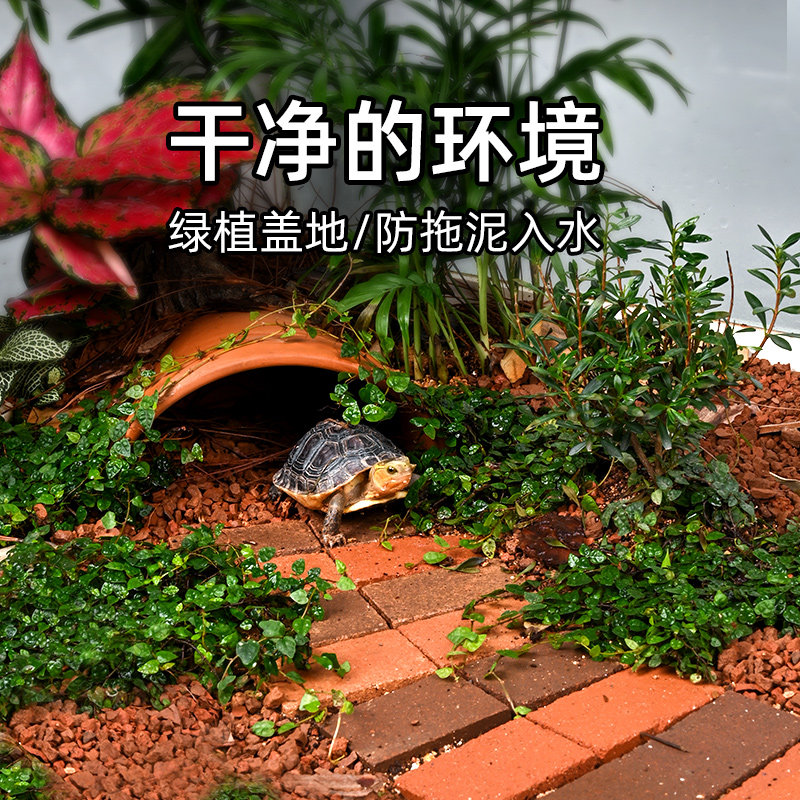 黄缘龟箱专用爬藤植物半水龟水陆缸生态造景攀爬绿植匍匐铺地垫材图片