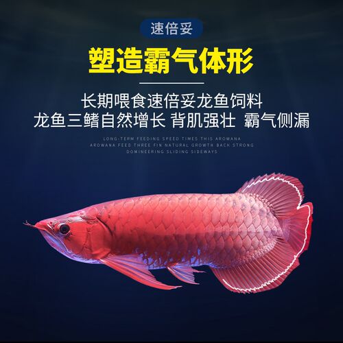 速倍妥龙鱼饲料红龙鱼金龙鱼银龙鱼雷龙用鱼食鱼缸观赏鱼鱼粮颗粒
