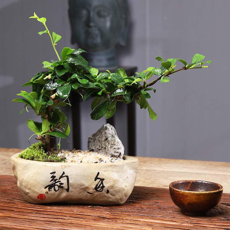 福建茶绿植室内树桩盆景客厅悬崖造型小叶黄杨小盆栽老桩四季常青