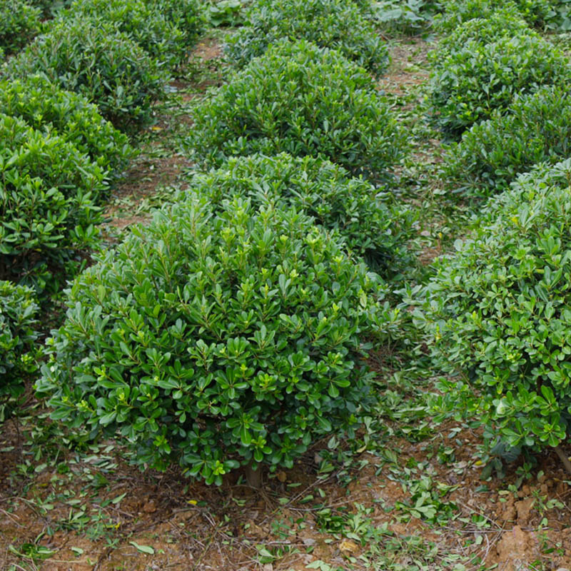 海桐球庭院园林四季常青七里香绿篱笆植物室内绿化树苗木驱蚊耐寒
