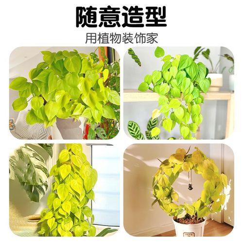 柠檬汁蔓绿绒植物印第安羽毛盆栽爬藤垂吊室内桌面绿植四季好养活