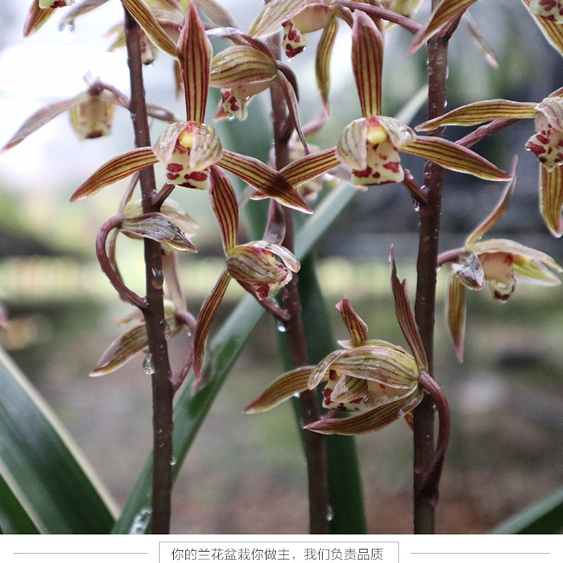 【银托】金边覆轮艺浓香墨兰春节开花室内阳台绿植花卉盆栽