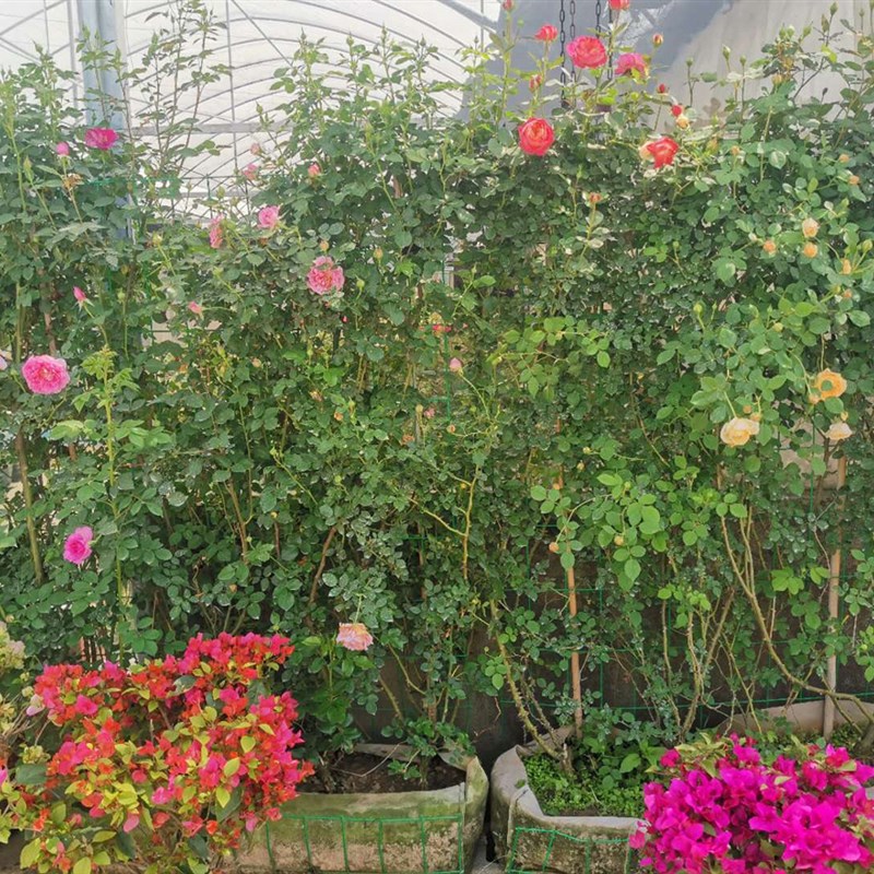 大型藤本月季 包种 带花出售蔷薇欧月盆栽爬藤植物庭院花卉
