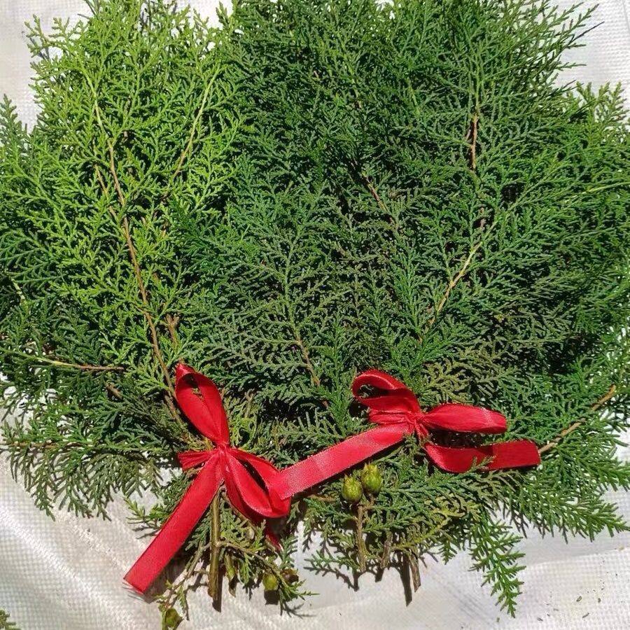 订婚扁柏结婚侧柏叶新鲜柏叶柏树枝干枝乔迁插花熏腊肉西餐点缀长