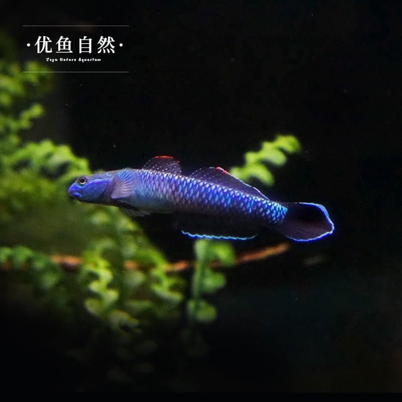 紫身枝桠虾虎原生虾虎鱼除藻素食清洁鱼缸冷水饲养淡水小型鱼