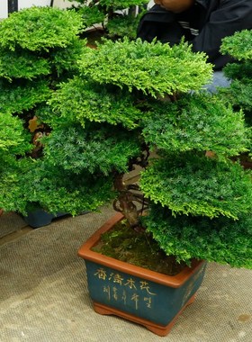 迎客松盆景真树罗汉大阪松盆景造型真柏盆栽地栽玄关室内四季常青