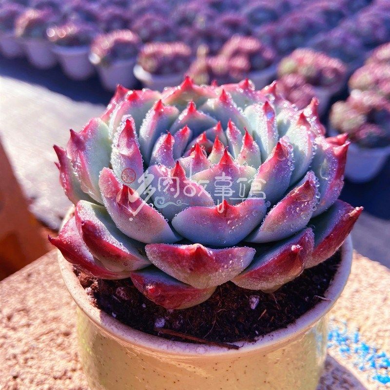 多肉植物  果冻吉娃娃 带盆栽好水蜜桃易养殖美观净化空气,鲜花速递/花卉仿真/绿植园艺,多肉植物,淘宝优惠券,粉丝福利购,淘宝优惠卷