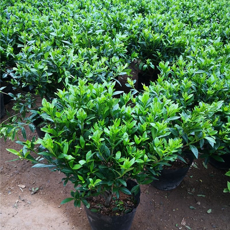 独杆小叶栀子花盆栽树苗老桩盆景阳台庭院四季开花浓香型花卉植物