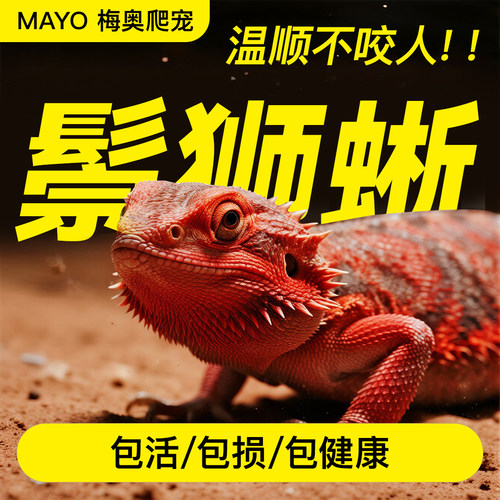 鬃狮蜥幼体入门温顺不咬人包开食