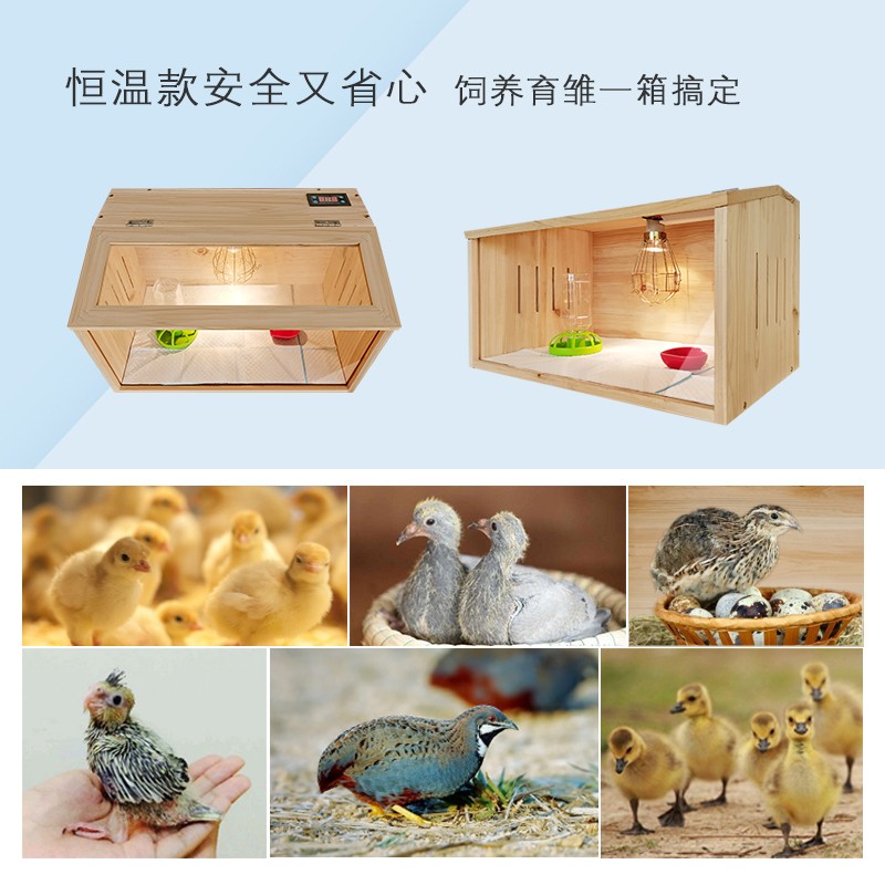 芦丁鸡饲养箱专用笼科尔鸭玄凤牡丹鹦鹉鹌鹑鸽子笼育雏专用保温箱