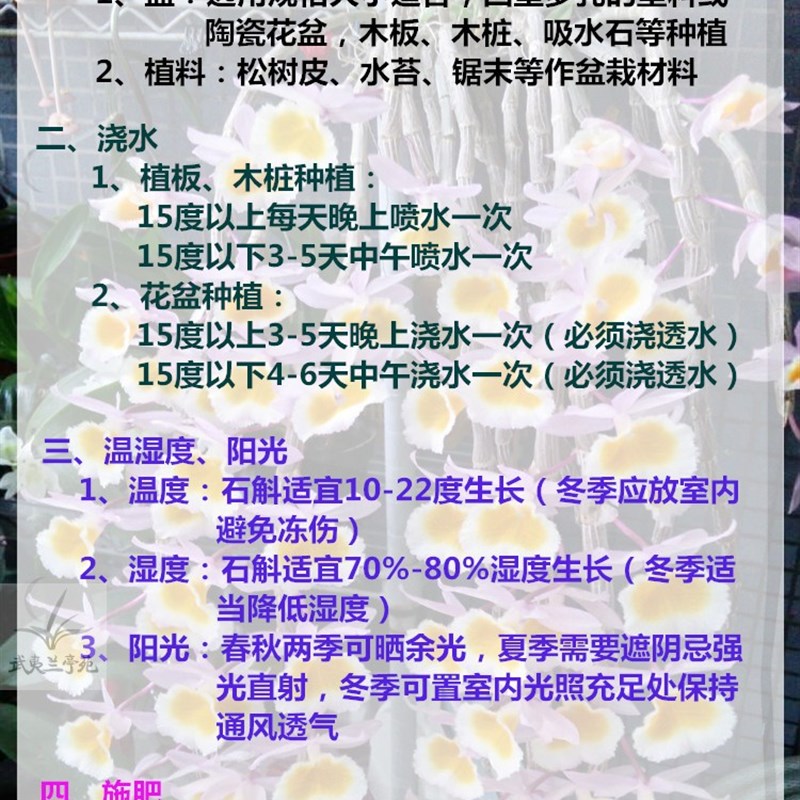 石斛盆栽 带花苞  带板栽好 铁皮鼓槌金钗叠鞘石斛兰花卉绿植