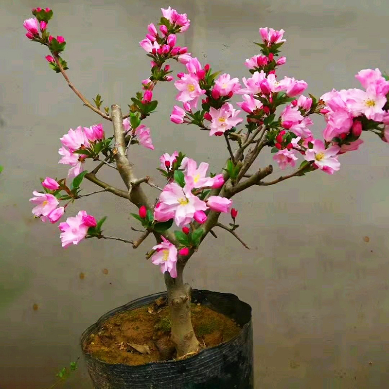 海棠花盆栽树苗盆景重瓣带花苞老桩庭院花卉植物室内四季开花好养