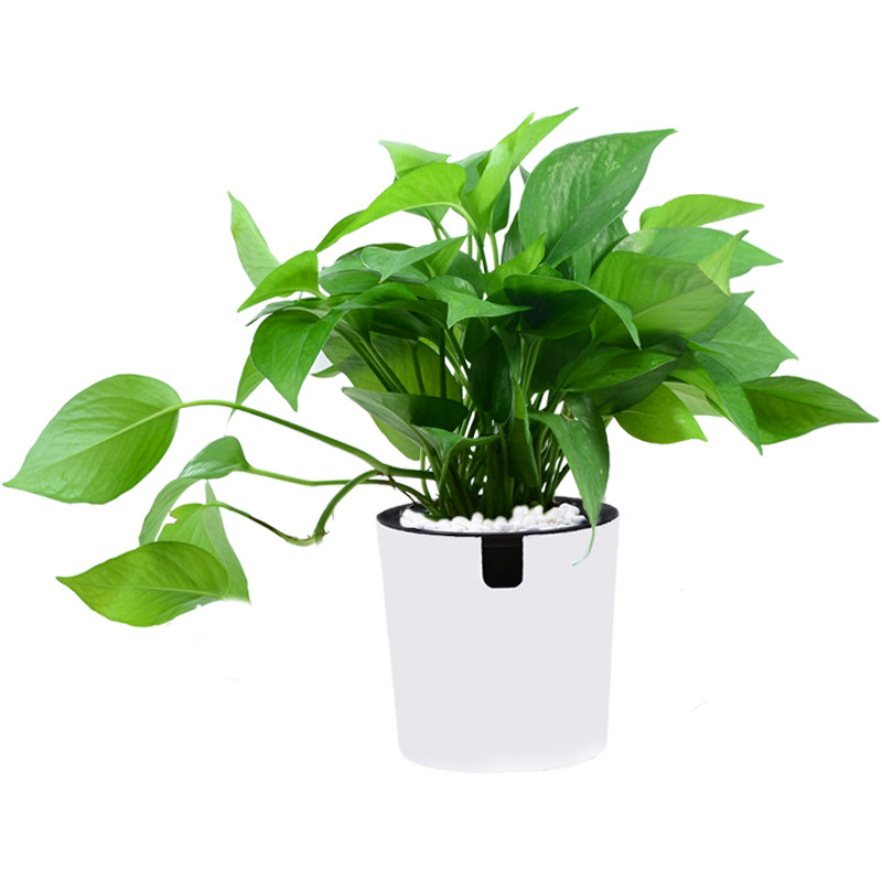 发财树盆栽绿萝栀子花富贵竹文竹吊兰长寿花铁海棠办公室内绿植