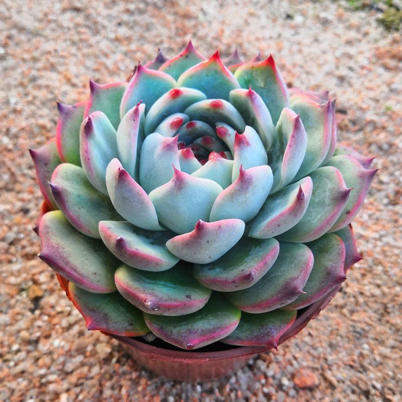 吉娃娃多肉 植物多肉大型景天科多肉水蜜桃老桩多肉群生肉肉花卉