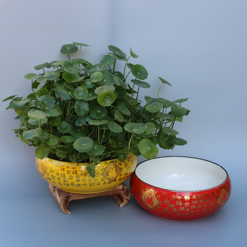 水仙花盆陶瓷无孔水培绿萝铜钱草碗莲睡莲容器大号室内多肉盆包邮