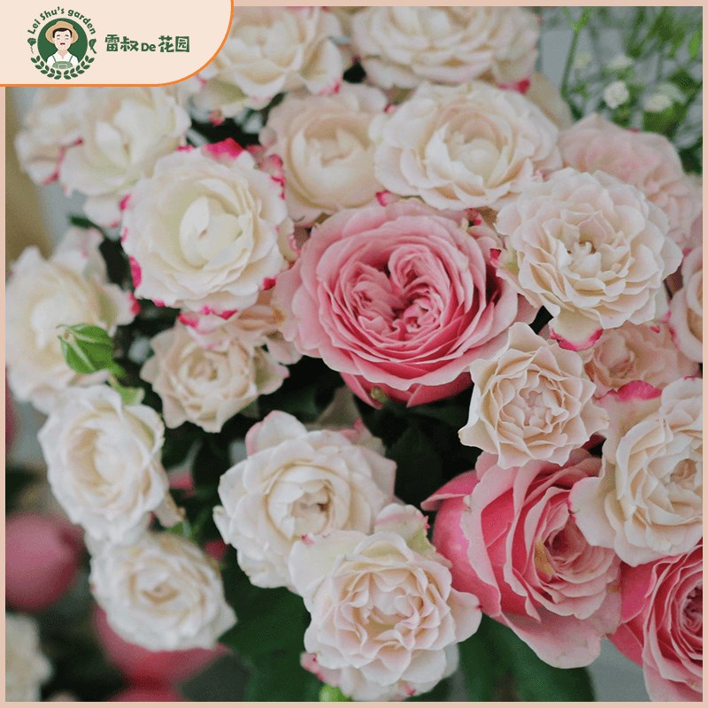 雷叔的花园折射泡泡微型月季花苗四季条纹玫瑰切花中苗带盆栽好