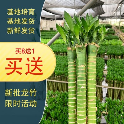 水养龙竹富贵竹水培带根观音竹转运竹 办公室内客厅桌面植物盆栽