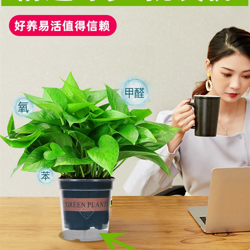 绿萝盆栽室内净化空气花卉吊兰办公室绿植物水培长藤绿箩