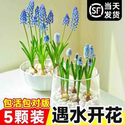 葡萄风信子大种球水培植物室内秋冬盆栽风信子郁金香好养花卉绿植