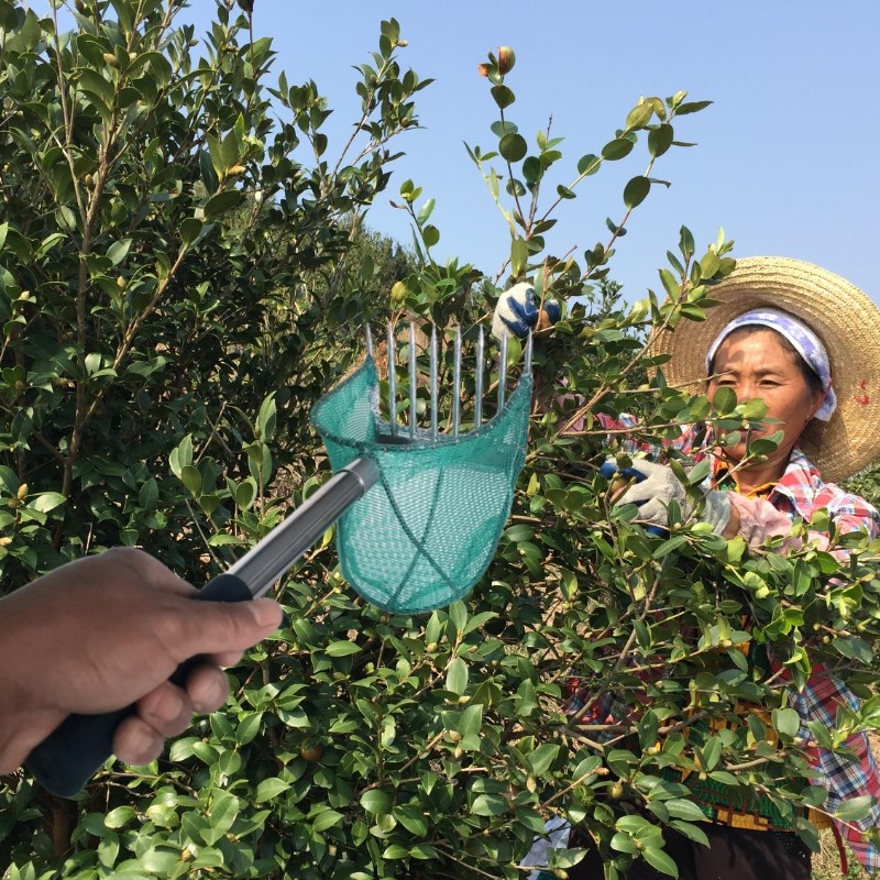 新型油茶果采摘器采茶树籽子山楂核桃高空摘果器不锈钢伸缩杆包邮