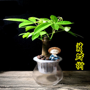 幸福树发财树绿萝室内桌面净化空气水培植物懒人自动吸水盆栽花卉