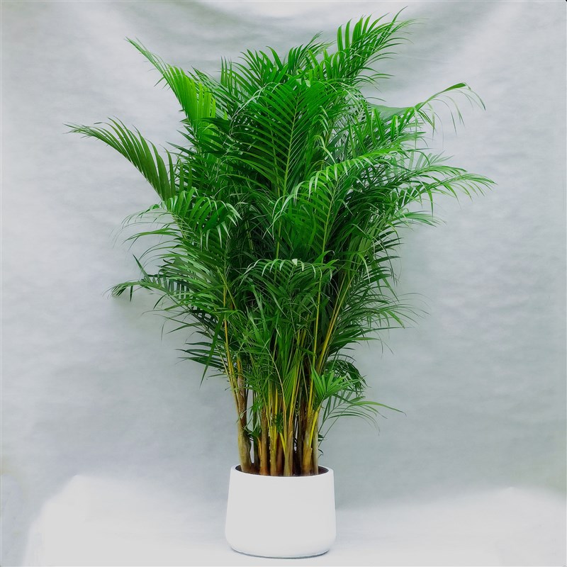 散尾葵大型室内盆栽绿植凤尾竹植物办公室客厅净化空气吸甲醛包邮