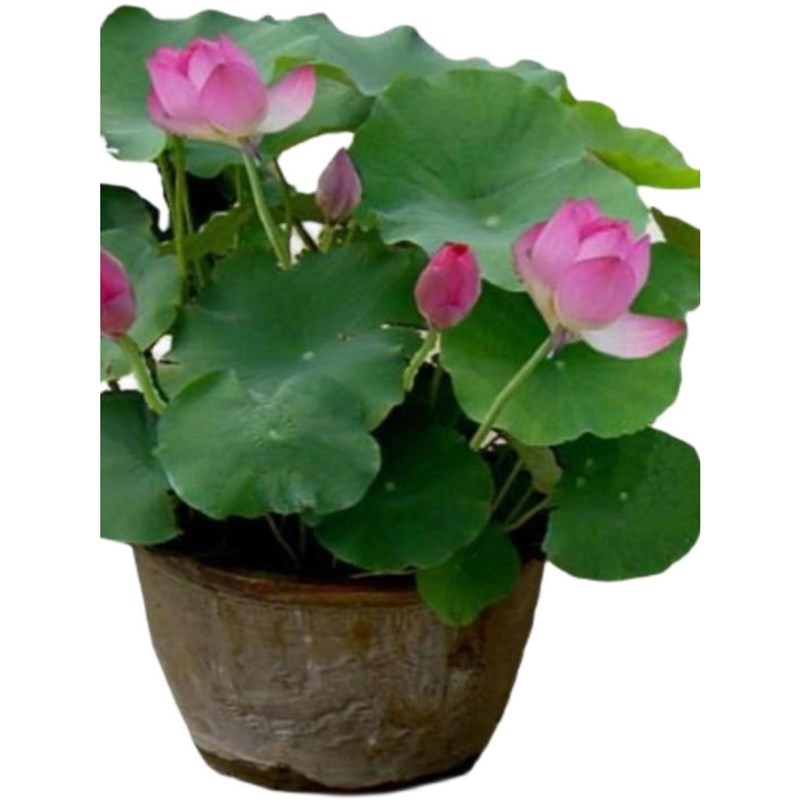 大型观赏荷花苗池塘盆栽莲花苗莲藕种根水养四季花卉碗莲根茎带芽