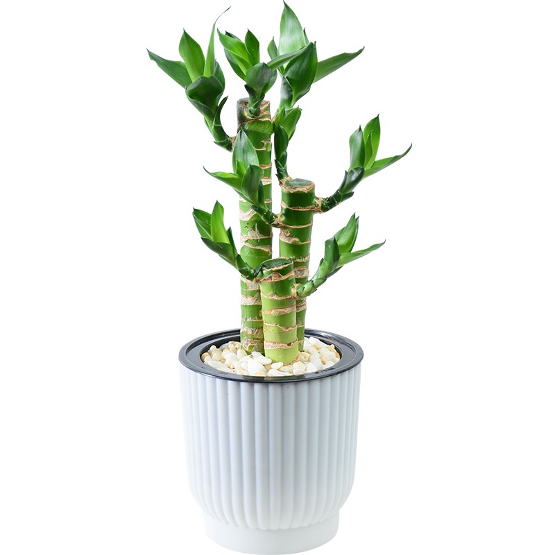 富贵竹盆栽室内水培文竹虎皮兰盆景除甲醛植物发财树绿萝花卉绿植
