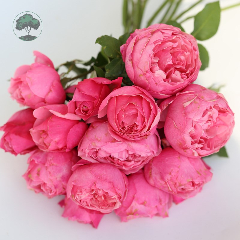 绿园美植  凯丽 切花月季粉色玫瑰抗病耐开直立健壮庭院阳台盆栽