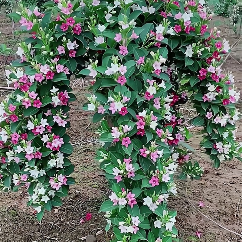 五彩锦带花树苗耐寒耐热庭院绿化风景树红王子锦带花苗盆栽花卉