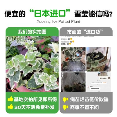 雪莹常春藤盆栽四季常青藤室内外好养活客厅阳台吊兰绿植爬藤植物