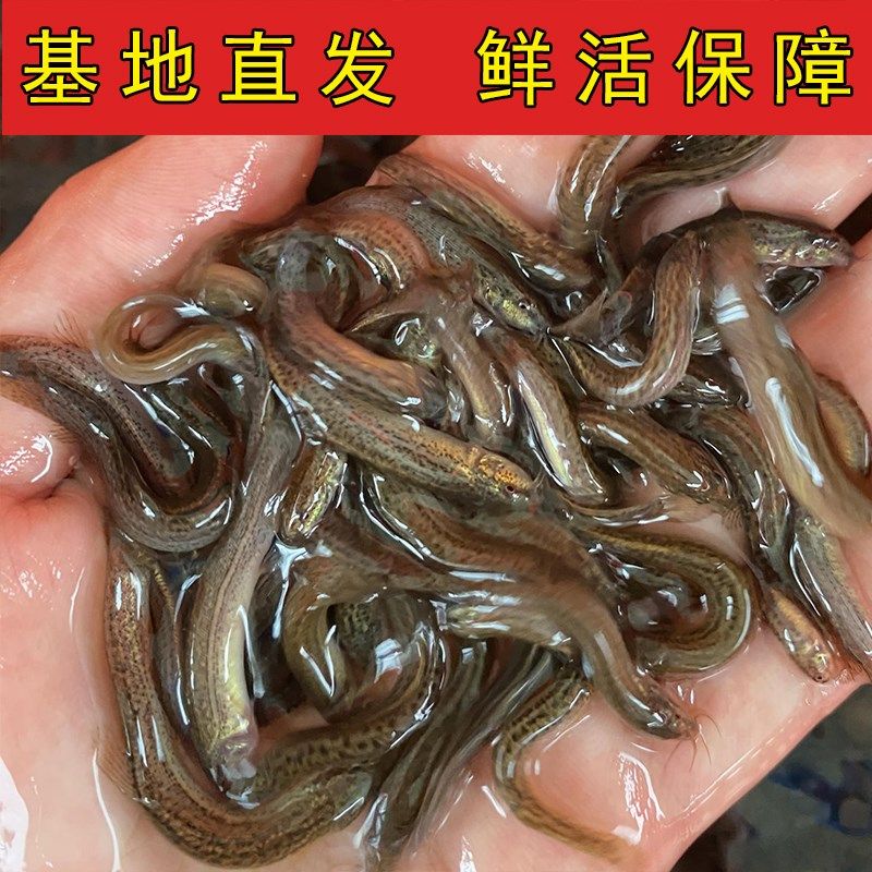 泥鳅苗鲜活喂养宠物钓鱼龙鱼活饵乌龟饲料泥鳅养殖淡水观赏鱼垂钓,宠物/宠物食品及用品,鱼,淘宝优惠券,粉丝福利购,淘宝优惠卷