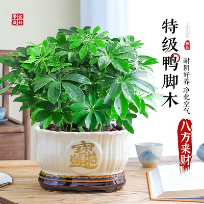 特级鸭脚木七叶莲盆栽植物八方来财室内招财绿植吸甲醛净化空气