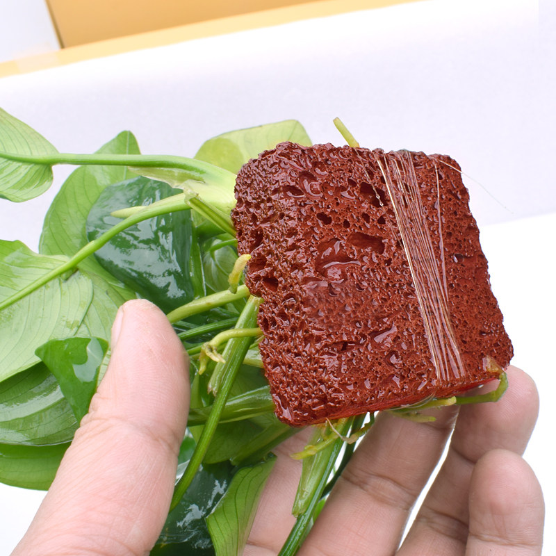 火山石水榕沉木水榕附石水草定植水草 懒人水草鱼缸装饰造景水草,宠物/宠物食品及用品,水草,淘宝优惠券,粉丝福利购,淘宝优惠卷