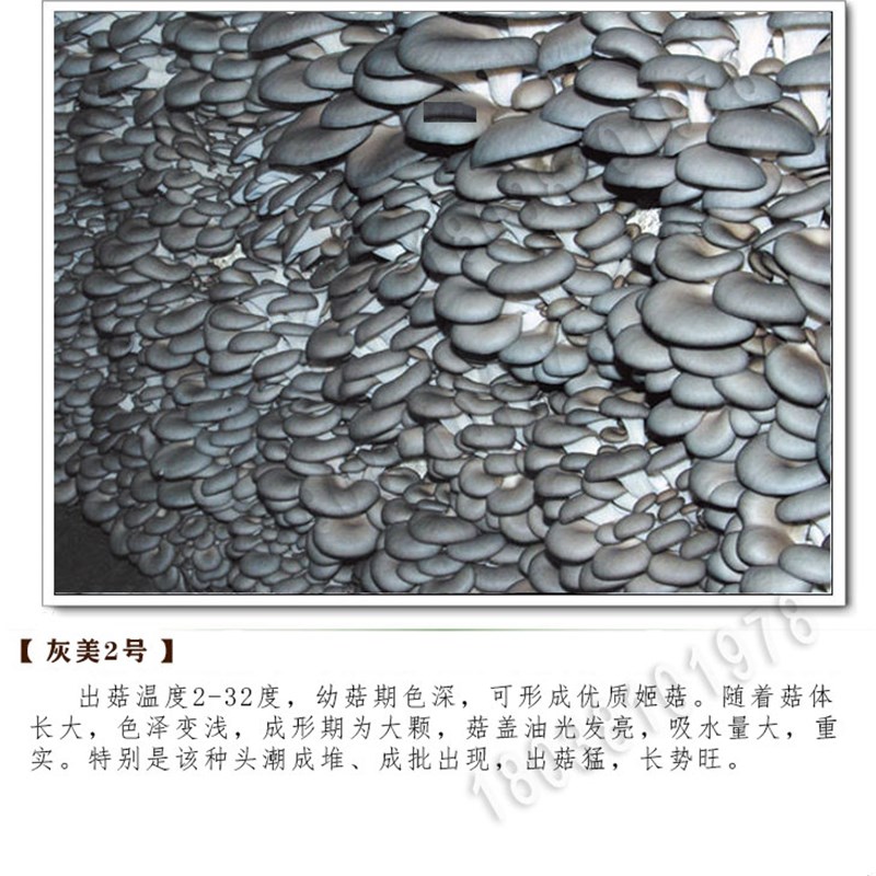 969 灰美2号 平菇菌种 原种 栽培种 姬菇 二级三级种 麦粒枝条种