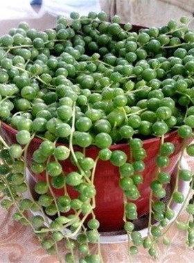 多肉植物珍珠吊兰盆栽室内花卉佛珠吊兰情人泪吊兰盆桂之苑 56191