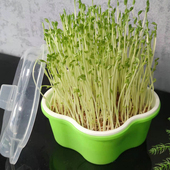 花朵款 水培芽苗菜育苗盘西蓝花芽无土栽培豌豆尖苗水培种菜豆芽菜