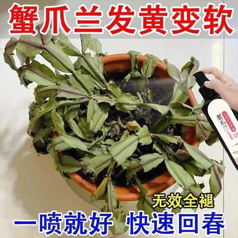 蟹爪兰专用营养液蟹爪莲开花专用肥养蟹爪兰专用肥花肥盆栽肥料,鲜花速递/花卉仿真/绿植园艺,家庭园艺肥料,淘宝优惠券,粉丝福利购,淘宝优惠卷