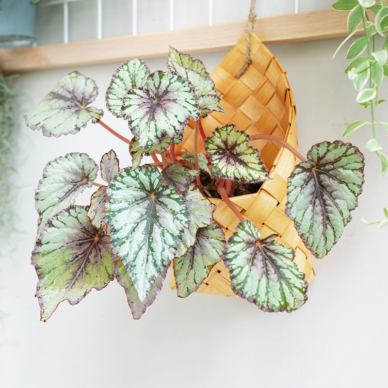 北欧编织篮田园壁挂花篮厨房姜蒜收纳筐复古手提杂货厨具阳台挂篮