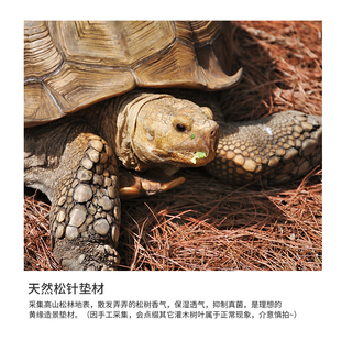 黄缘龟半水龟生态造景松针垫材安缘腐叶腐殖土饲养环境养龟龙眼叶